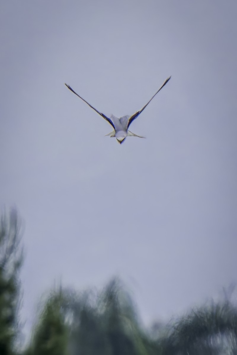 White-tailed Kite - ML620351212