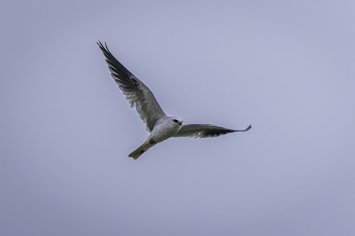 White-tailed Kite - ML620351214