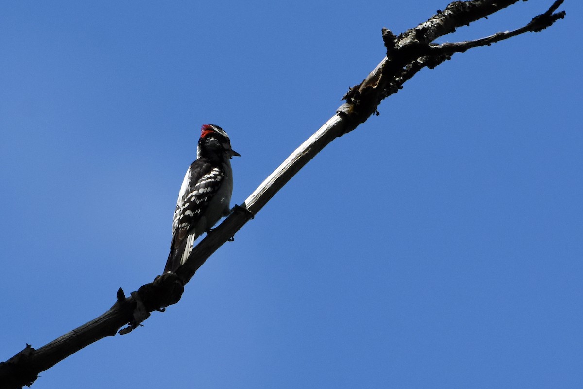 Downy Woodpecker - ML620351215