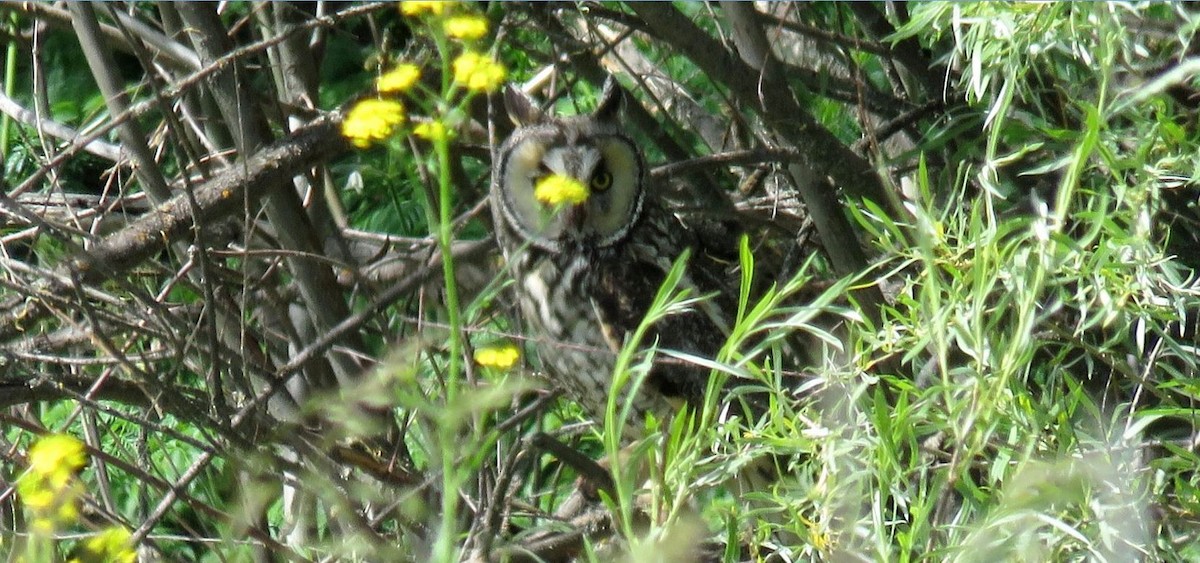 Long-eared Owl - ML620351216