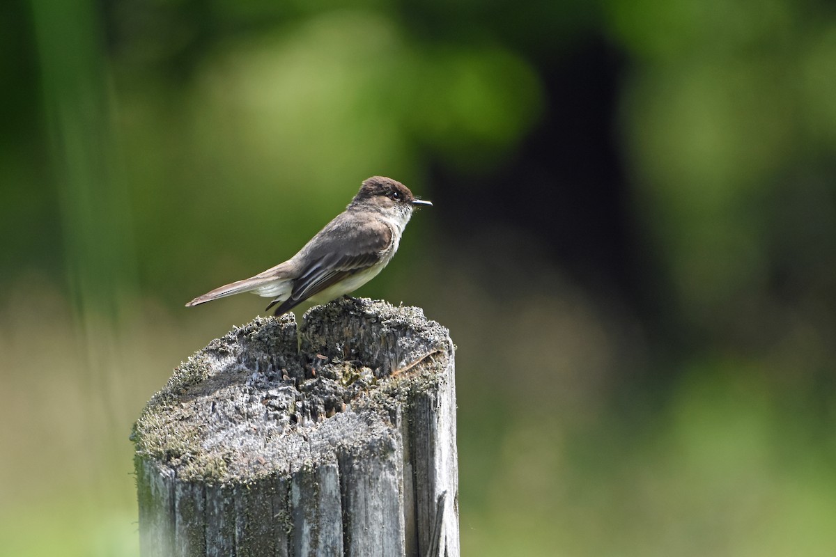 Eastern Phoebe - ML620351225