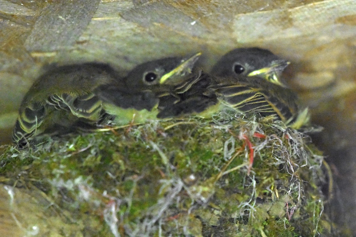 Eastern Phoebe - ML620351226