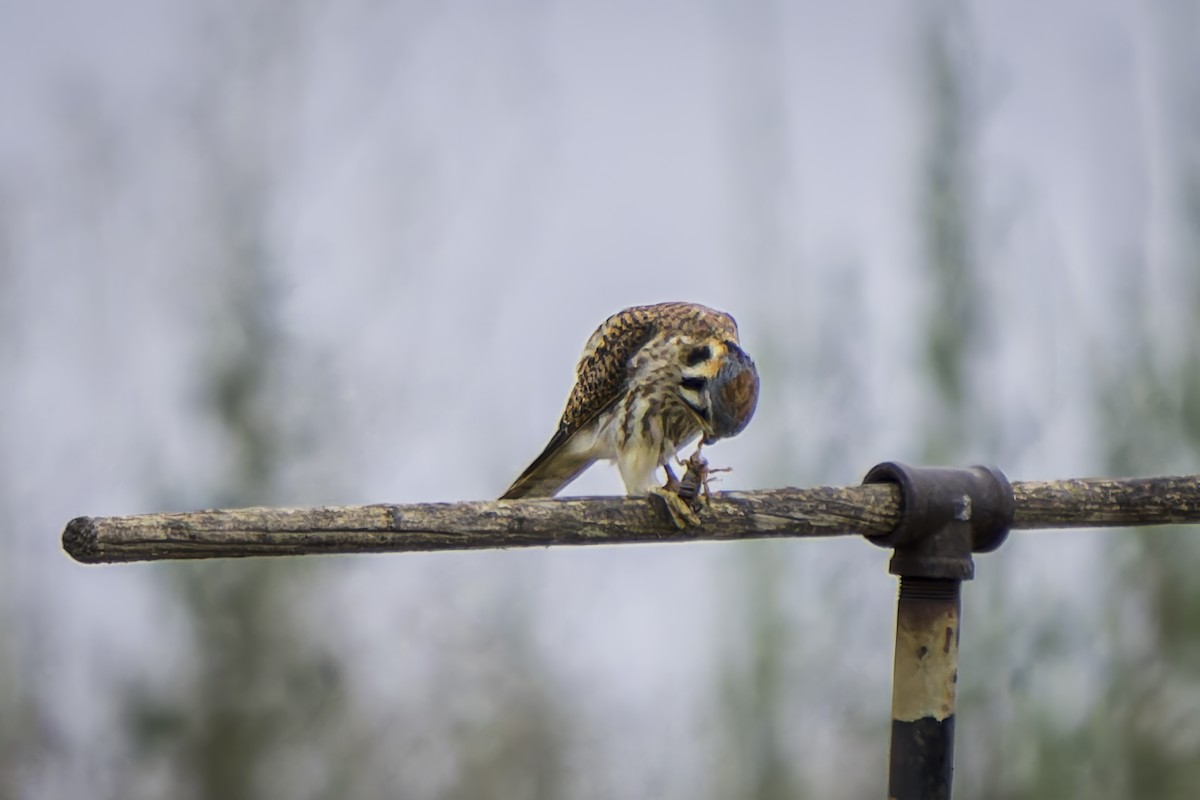 American Kestrel - ML620351229