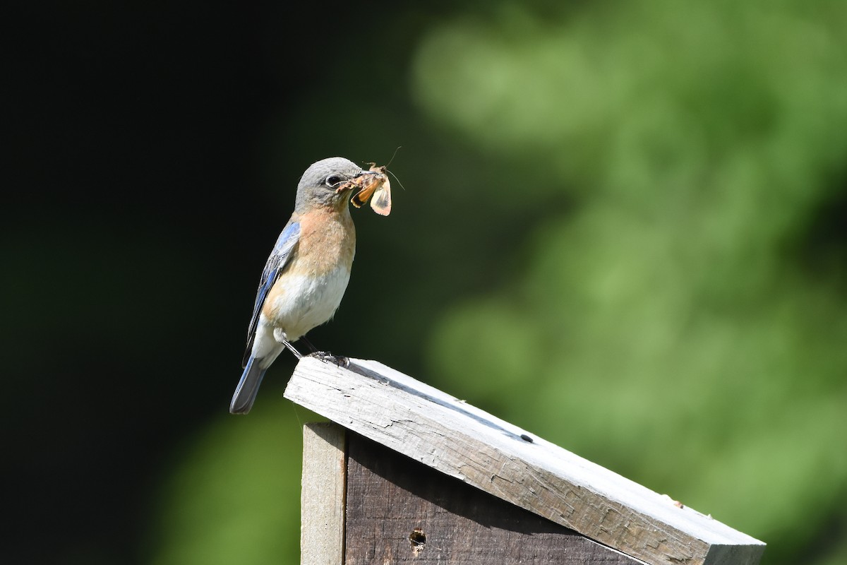 Eastern Bluebird - ML620351239