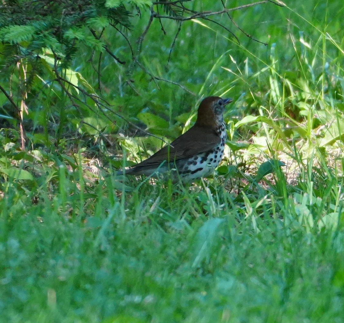 Wood Thrush - ML620351240