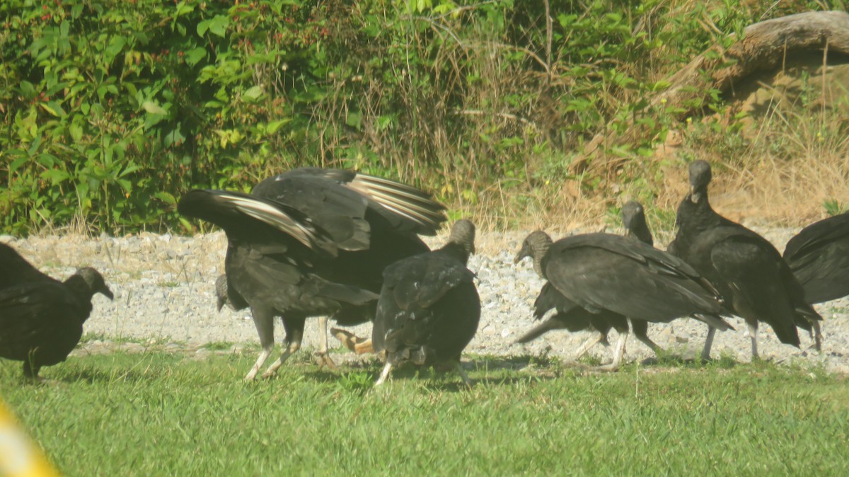 Black Vulture - ML620351253