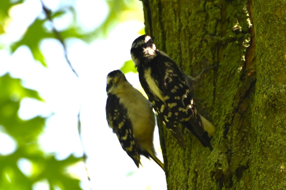 Downy Woodpecker - ML620351259