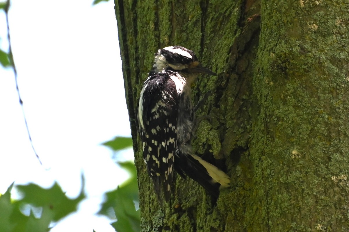 Downy Woodpecker - ML620351264
