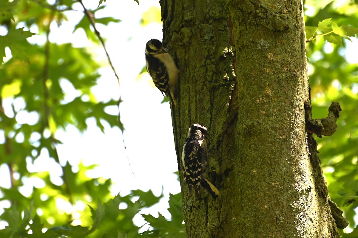 Downy Woodpecker - ML620351265