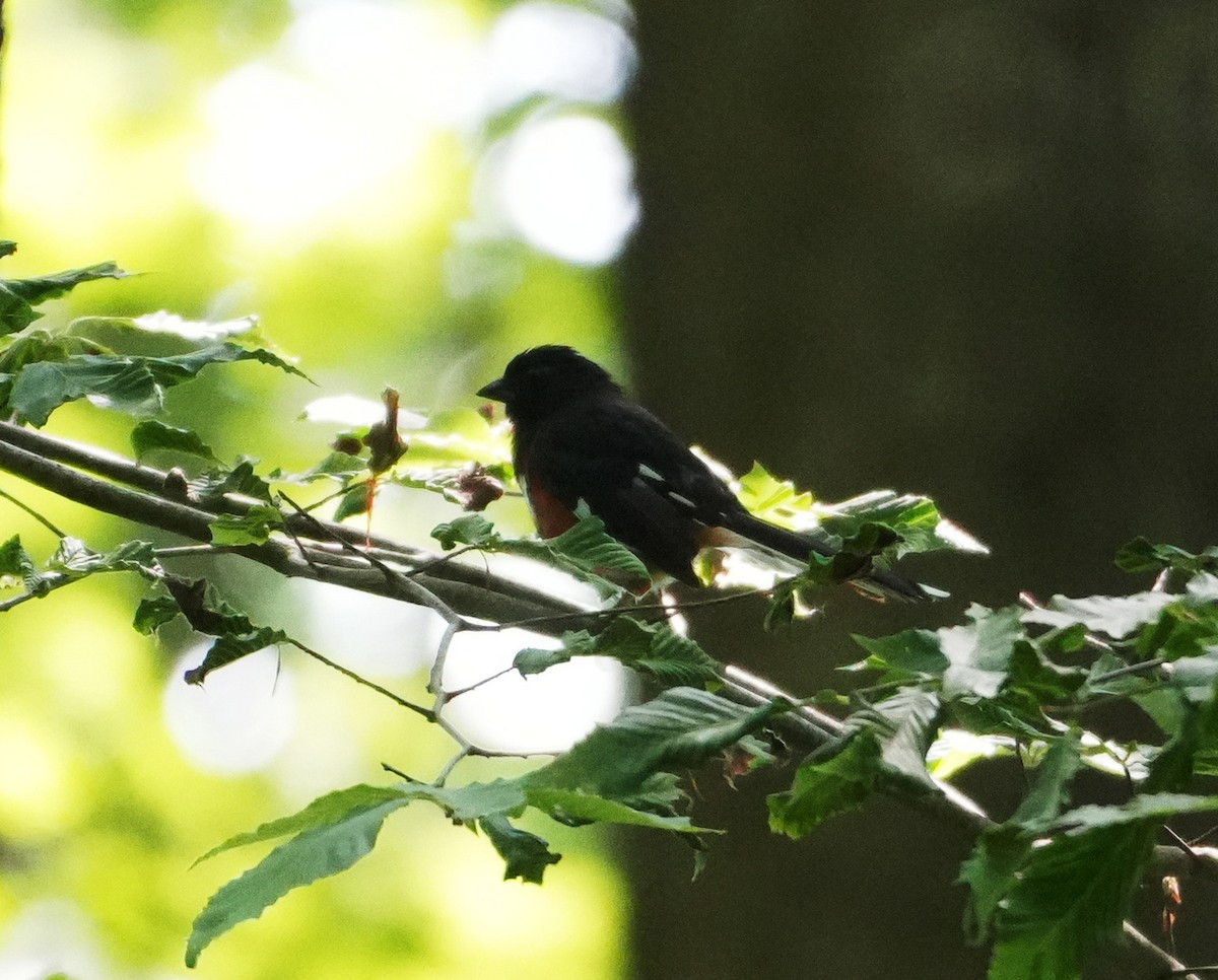 Eastern Towhee - ML620351266