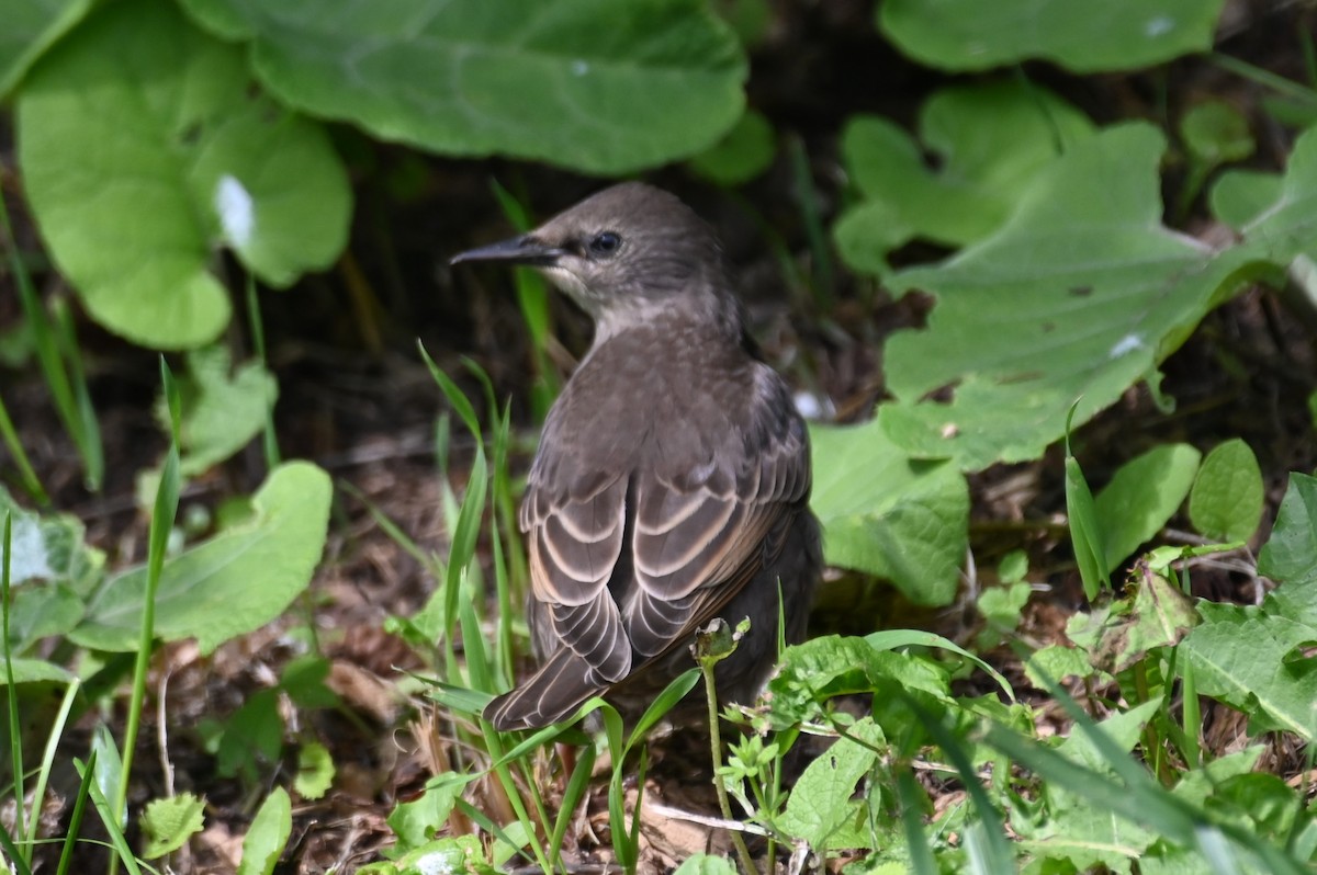 European Starling - ML620351273