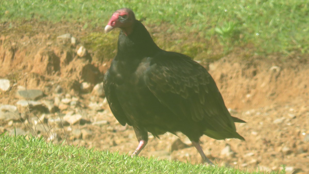 Turkey Vulture - ML620351275