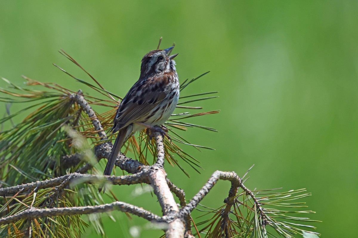 Song Sparrow - ML620351276