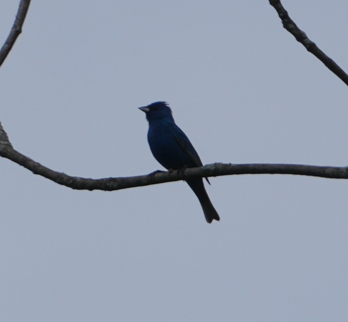 Indigo Bunting - ML620351281