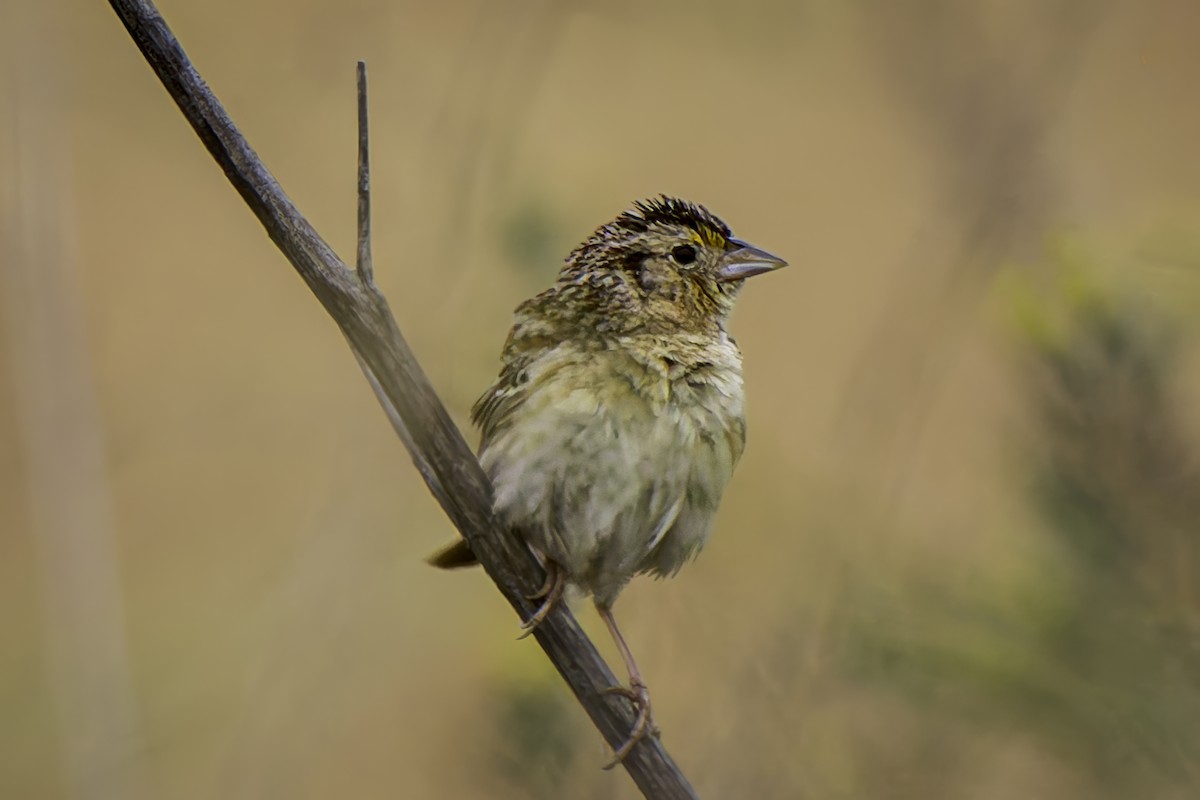 Grasshopper Sparrow - ML620351288