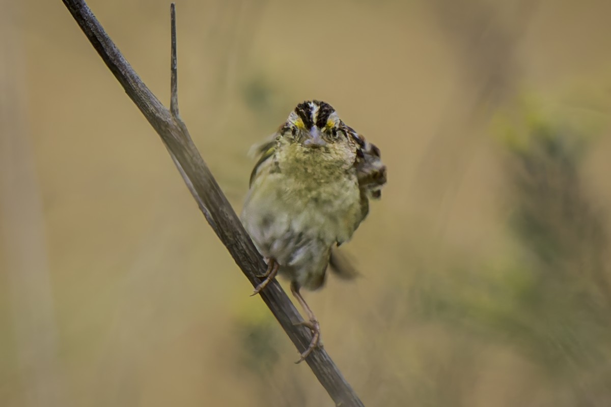 Grasshopper Sparrow - ML620351290