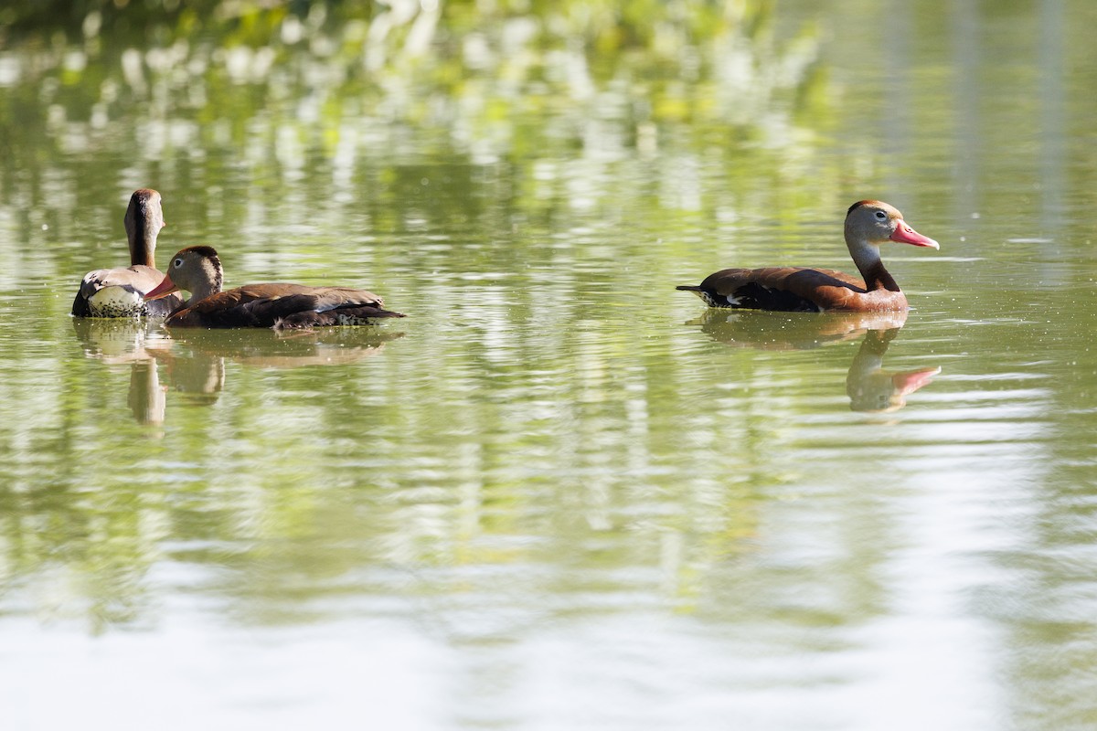 Black-bellied Whistling-Duck - ML620351302