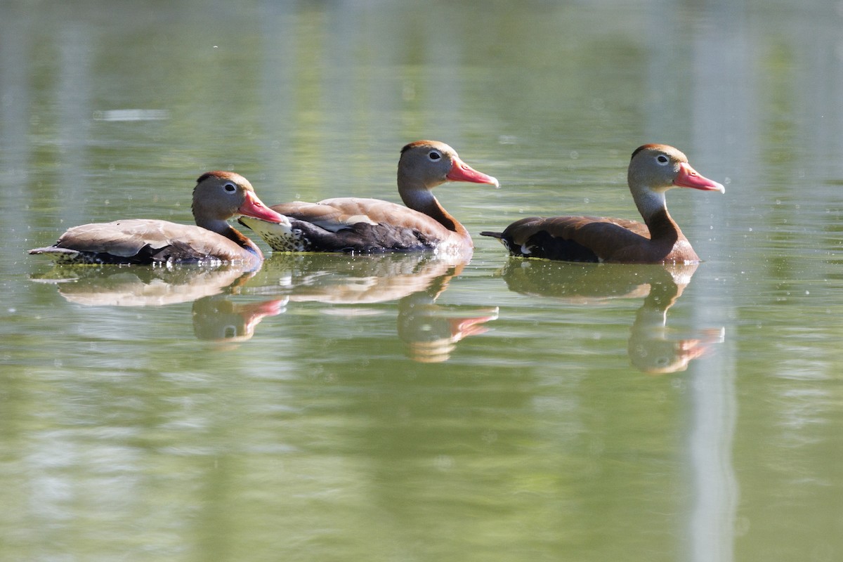 Dendrocygne à ventre noir - ML620351303