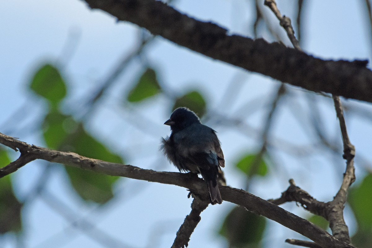 Indigo Bunting - ML620351307