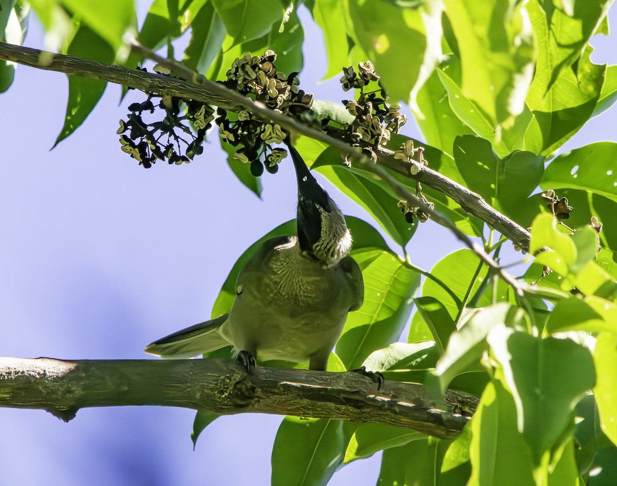 Helmeted Friarbird (Hornbill) - ML620351319
