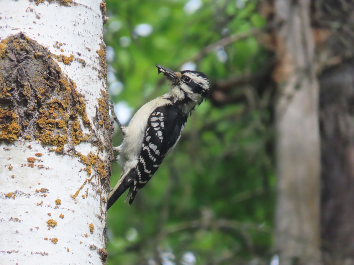 Hairy Woodpecker - ML620351320