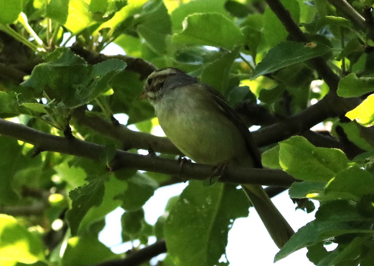 Clay-colored Sparrow - Chris S