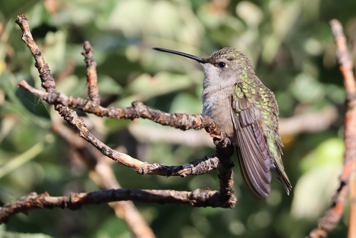 Black-chinned Hummingbird - ML620351354