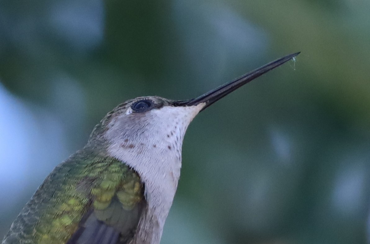 Black-chinned Hummingbird - ML620351359