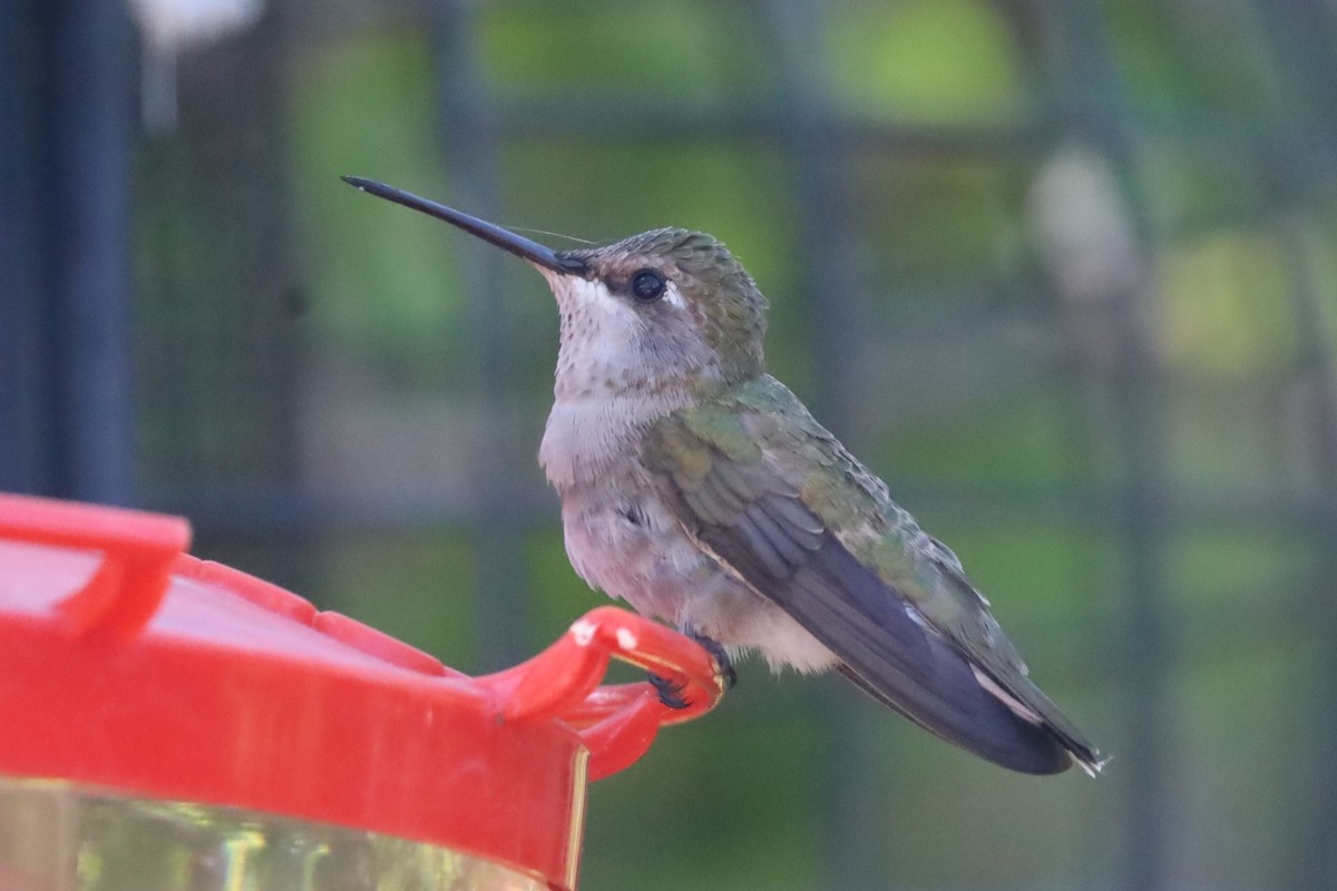 Black-chinned Hummingbird - ML620351360