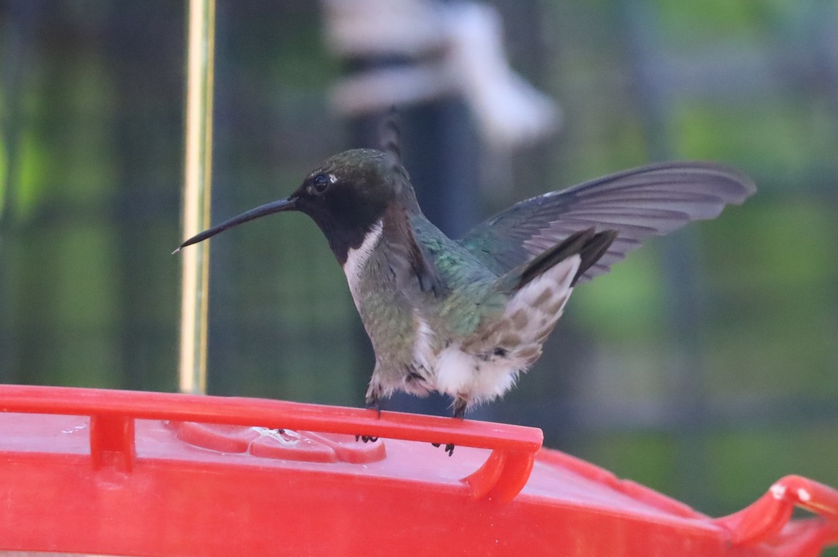 Black-chinned Hummingbird - ML620351392