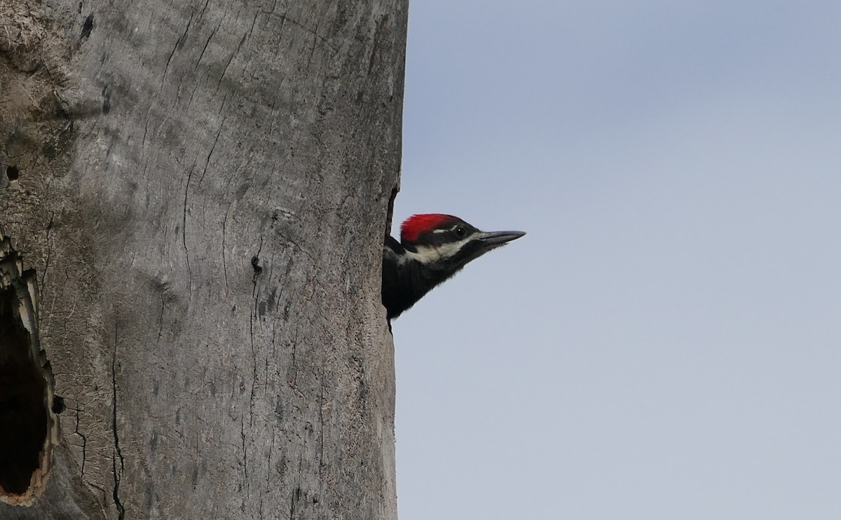 Pileated Woodpecker - ML620351402