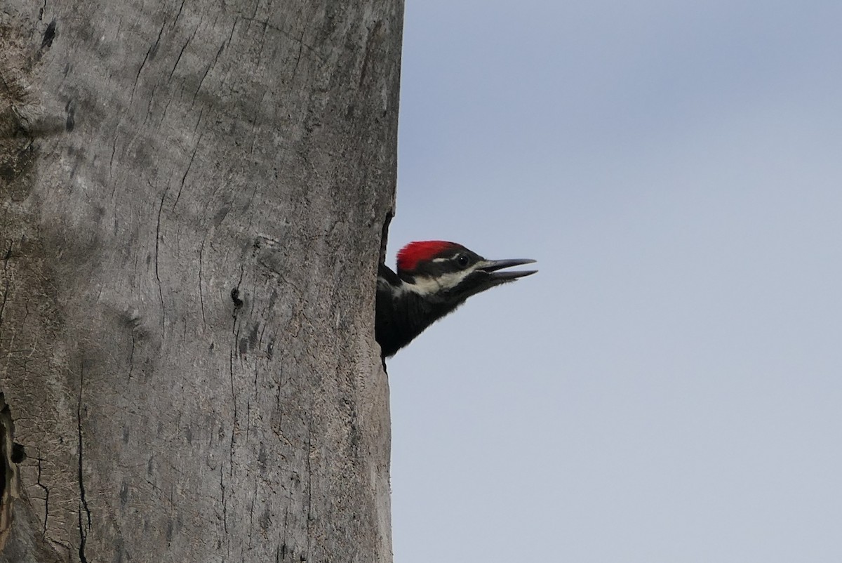 Pileated Woodpecker - ML620351403