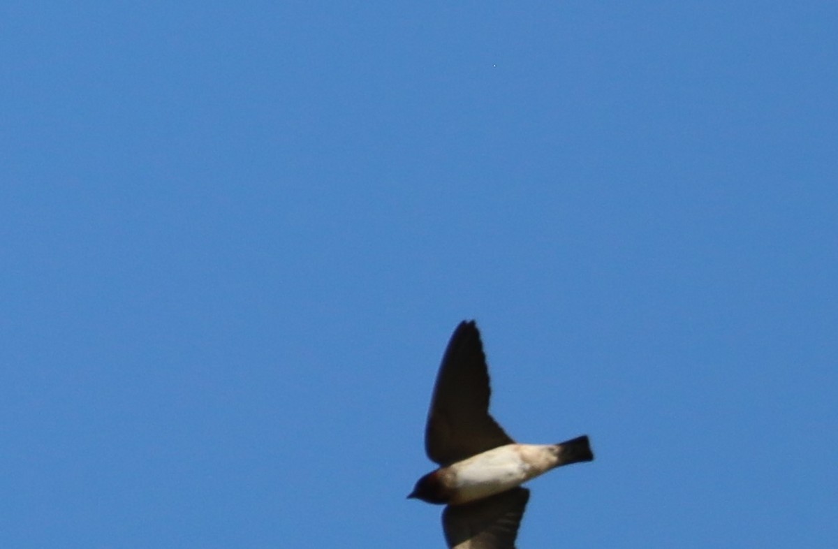 Barn Swallow - ML620351432