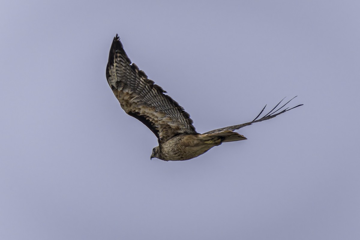 Red-tailed Hawk - ML620351440