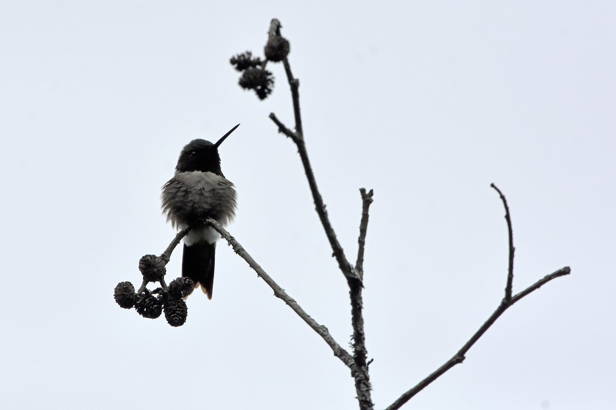 Ruby-throated Hummingbird - Norma Van Alstine