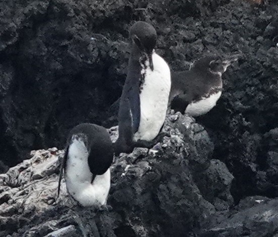 Pingüino de Galápagos - ML620351445