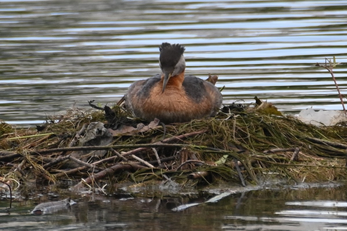 Red-necked Grebe - ML620351446