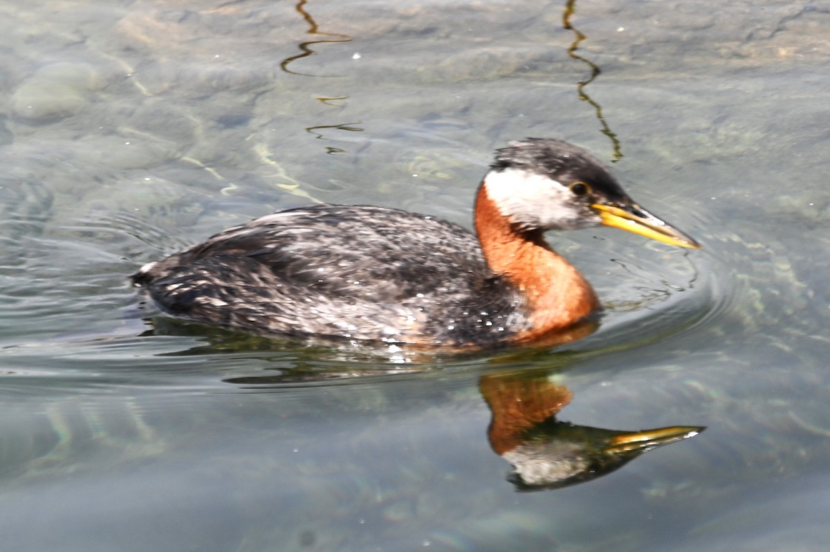 Red-necked Grebe - ML620351447