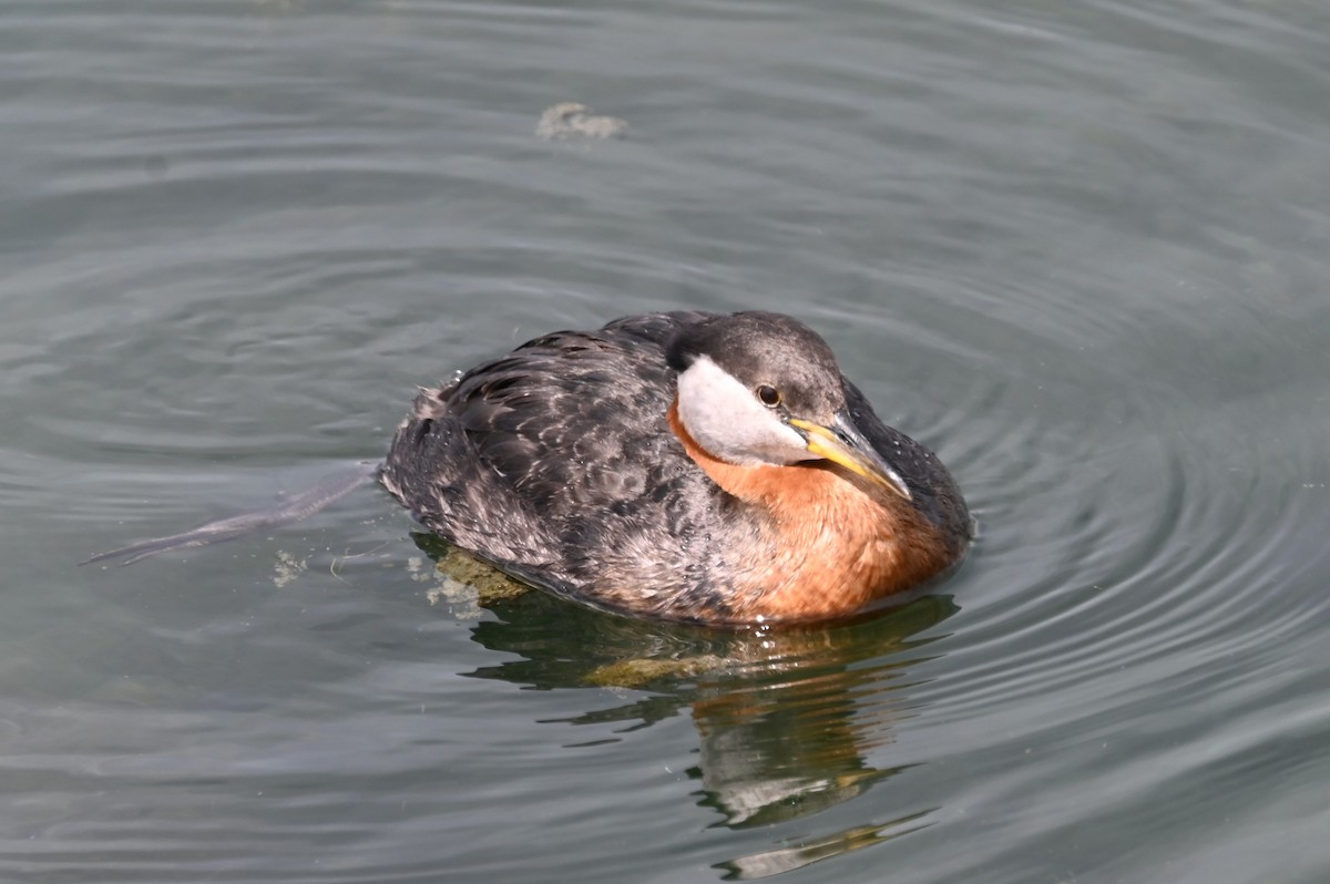 Red-necked Grebe - ML620351448