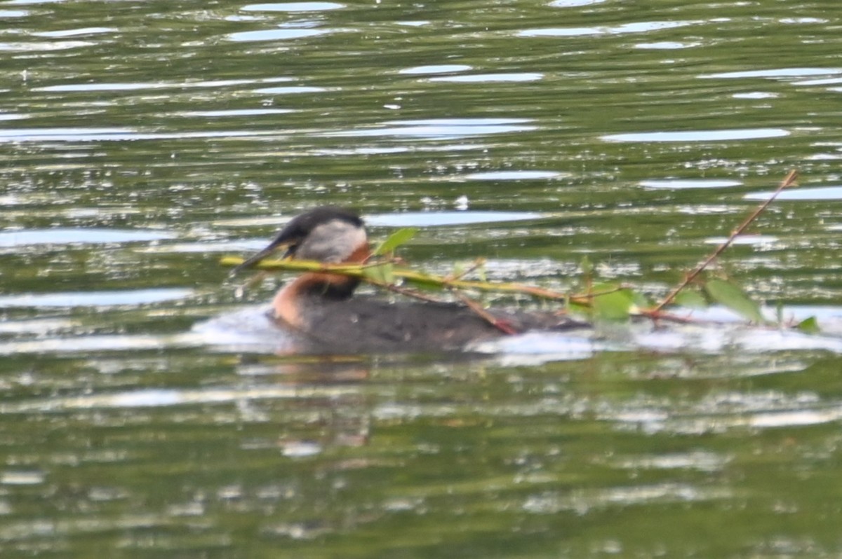 Red-necked Grebe - ML620351449