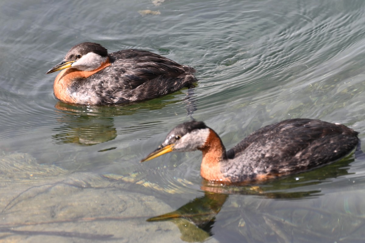 Red-necked Grebe - ML620351450
