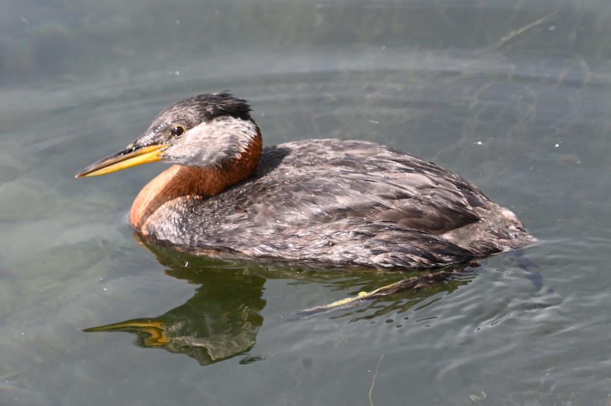 Red-necked Grebe - ML620351451