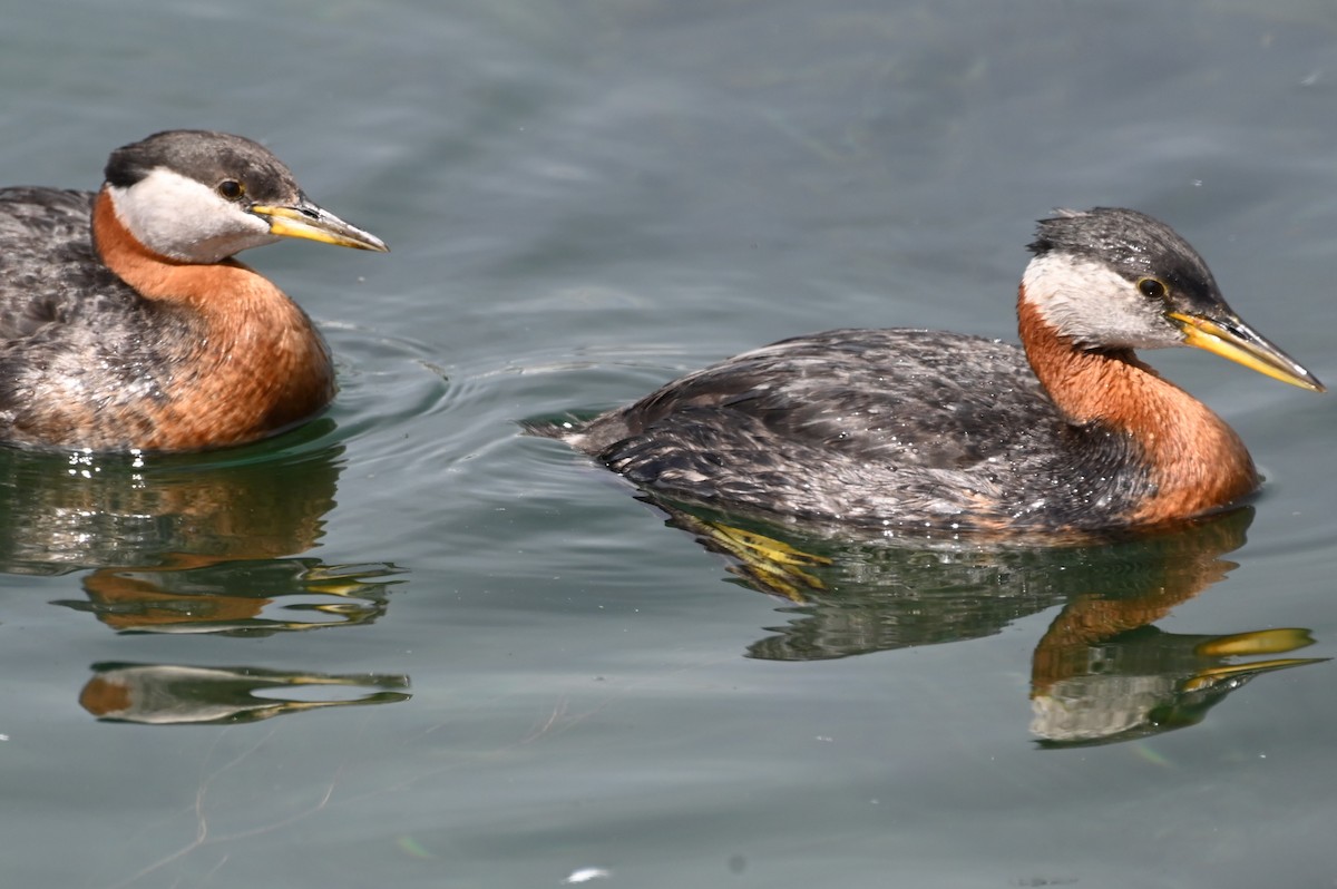 Red-necked Grebe - ML620351452