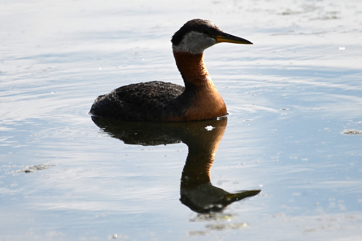 Red-necked Grebe - ML620351453