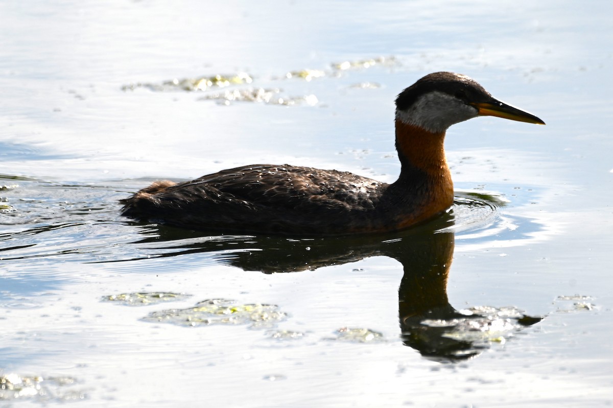 Red-necked Grebe - ML620351454