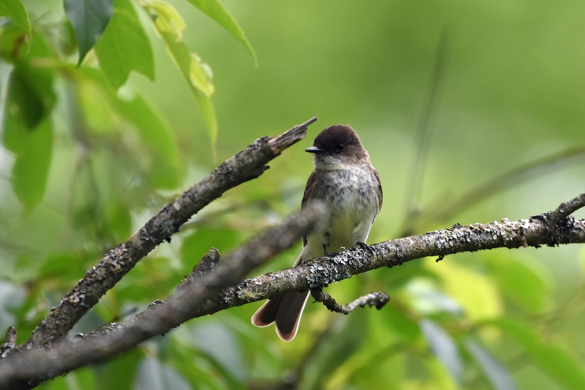 Eastern Phoebe - ML620351455