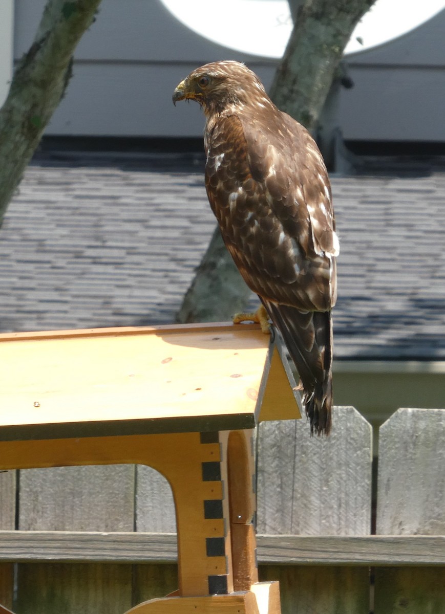 Red-shouldered Hawk - ML620351457