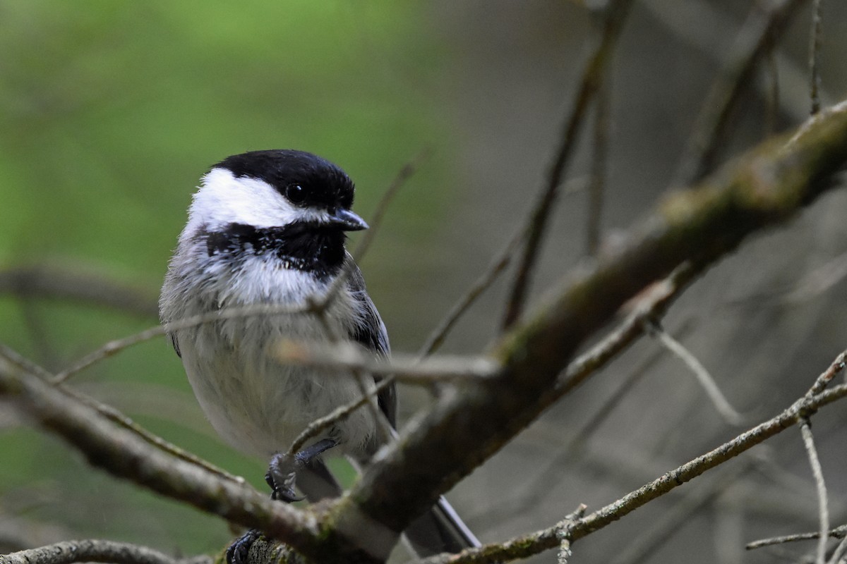 Black-capped Chickadee - ML620351458