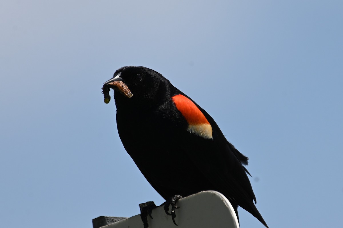 Red-winged Blackbird - ML620351462
