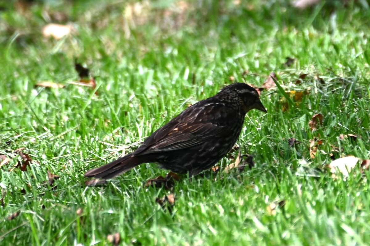 Red-winged Blackbird - ML620351466